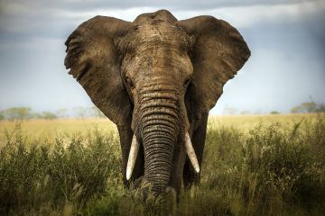 Image depicting an elephant that takes up the entire frame. Its ears are flared.